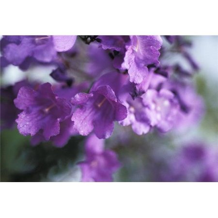 THINKANDPLAY Jacaranda Fern Tree; Jacaranda Acutifolia Soft Focus Purple Flowers Poster Print; 17 x 11 TH933302